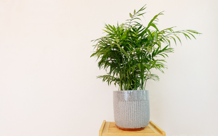 宜宾市区养生SPA会所